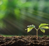 soil - ecology - micro-organisms - interconnectivity