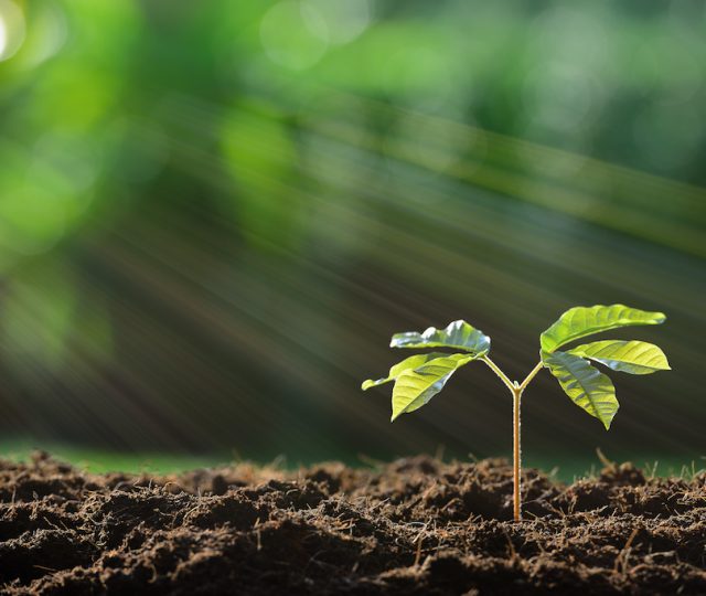 soil - ecology - micro-organisms - interconnectivity