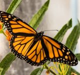 Animals who self-medicate - animal intuition - animal survival - animal instinct - survival of the fittest - animals medicate