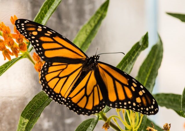 Animals who self-medicate - animal intuition - animal survival - animal instinct - survival of the fittest - animals medicate