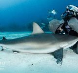 protecting sharks - organic media network - sharks - shark conservation - ocean health - animal protection - endangered species - shark