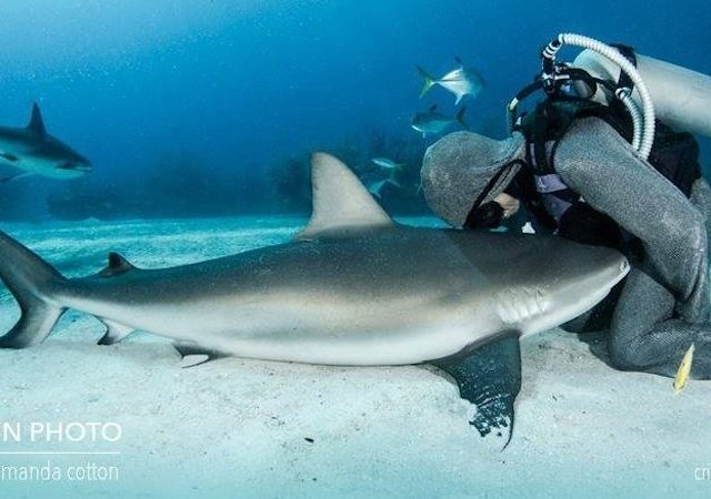 protecting sharks - organic media network - sharks - shark conservation - ocean health - animal protection - endangered species - shark