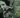 rachel carson - silent spring - environmentalist - environmental protection - environment - activism - global warming - an organic converation - helge hellberg - podcast - education - inspiration - green media - green living