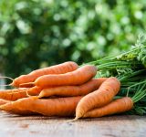 bunched carrots - organic carrots - buy and store carrots - heirloom carrots - harvest = harvesting carrots - cleaning carrots - organic vegetables - organic food
