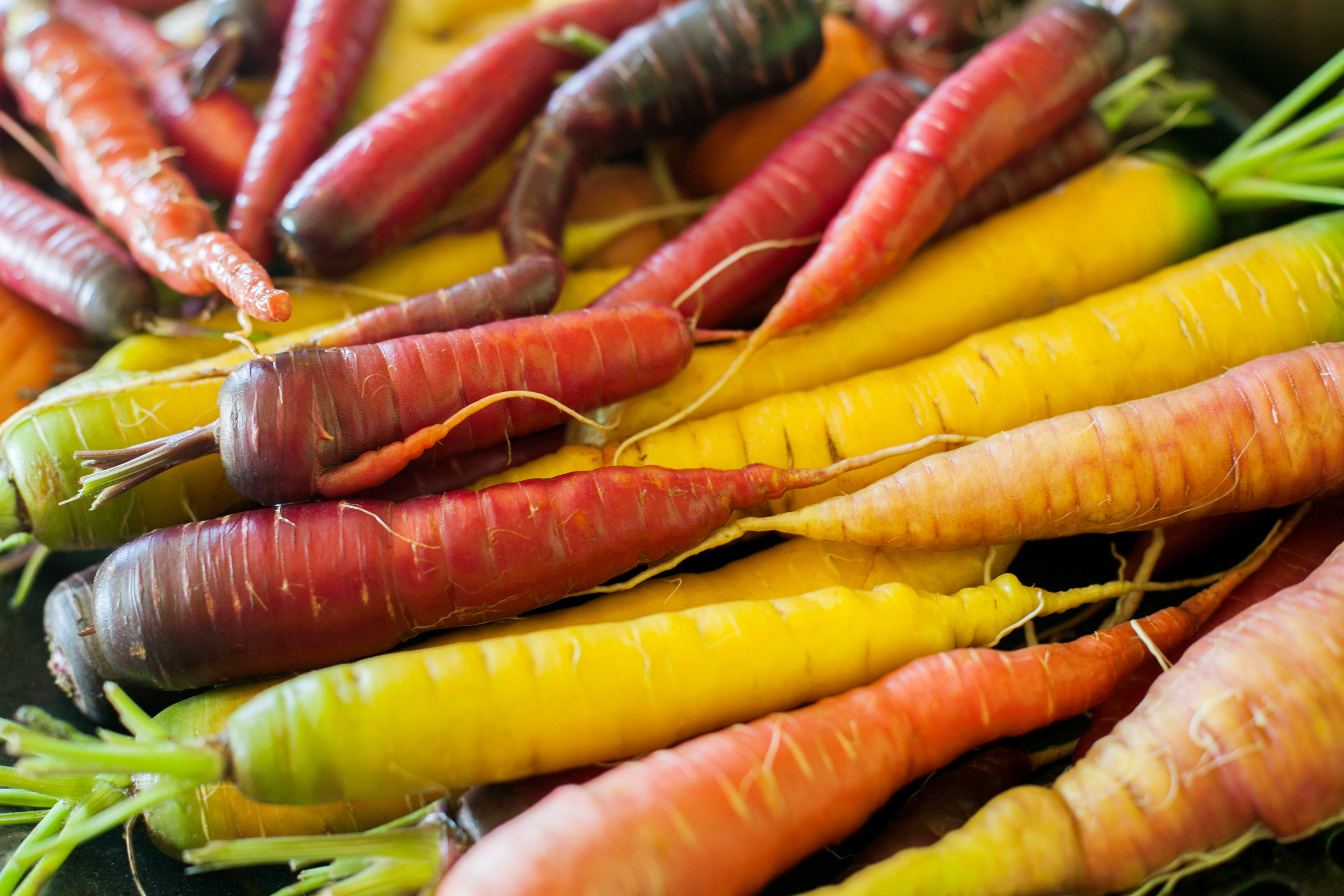 bunched carrots - organic carrots - buy and store carrots - heirloom carrots - harvest = harvesting carrots - cleaning carrots - organic vegetables - organic food 