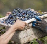 organic wine - non-organic wine - organic media network - organic winery