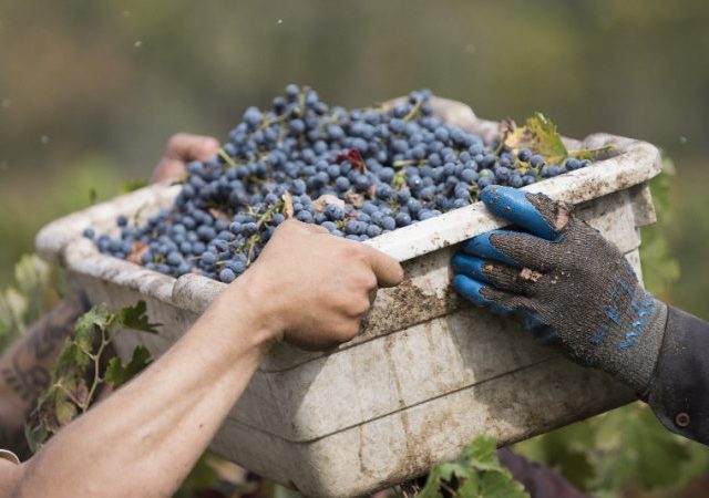 organic wine - non-organic wine - organic media network - organic winery