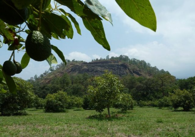 mexican avocados - organic avocados - organic agriculture - avocados - fair trade avocados - organic media network - equal exchange