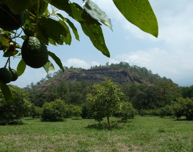 mexican avocados - organic avocados - organic agriculture - avocados - fair trade avocados - organic media network - equal exchange
