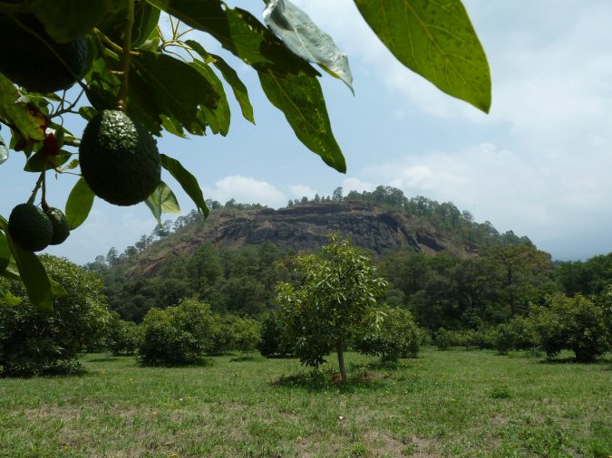 mexican avocados - organic avocados - organic agriculture - avocados - fair trade avocados - organic media network - equal exchange