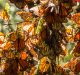 protect monarch butterflies - deforestation - avocado - mexican avocados - environmental protection - avocado deforestation - organic avocados - mexican avocados - monarch butterfly - butterfly migration