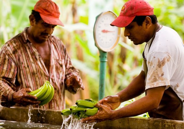 social justice in food production - equal exchange - education - fair trade - inspiration 0 green living - organic - food - agriculture - an organic conversation - podcast - helge hellberg