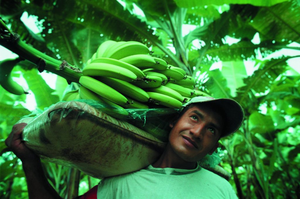 organic bananas - organic media network - organic vs non organic bananas - equal exchange - fair trade