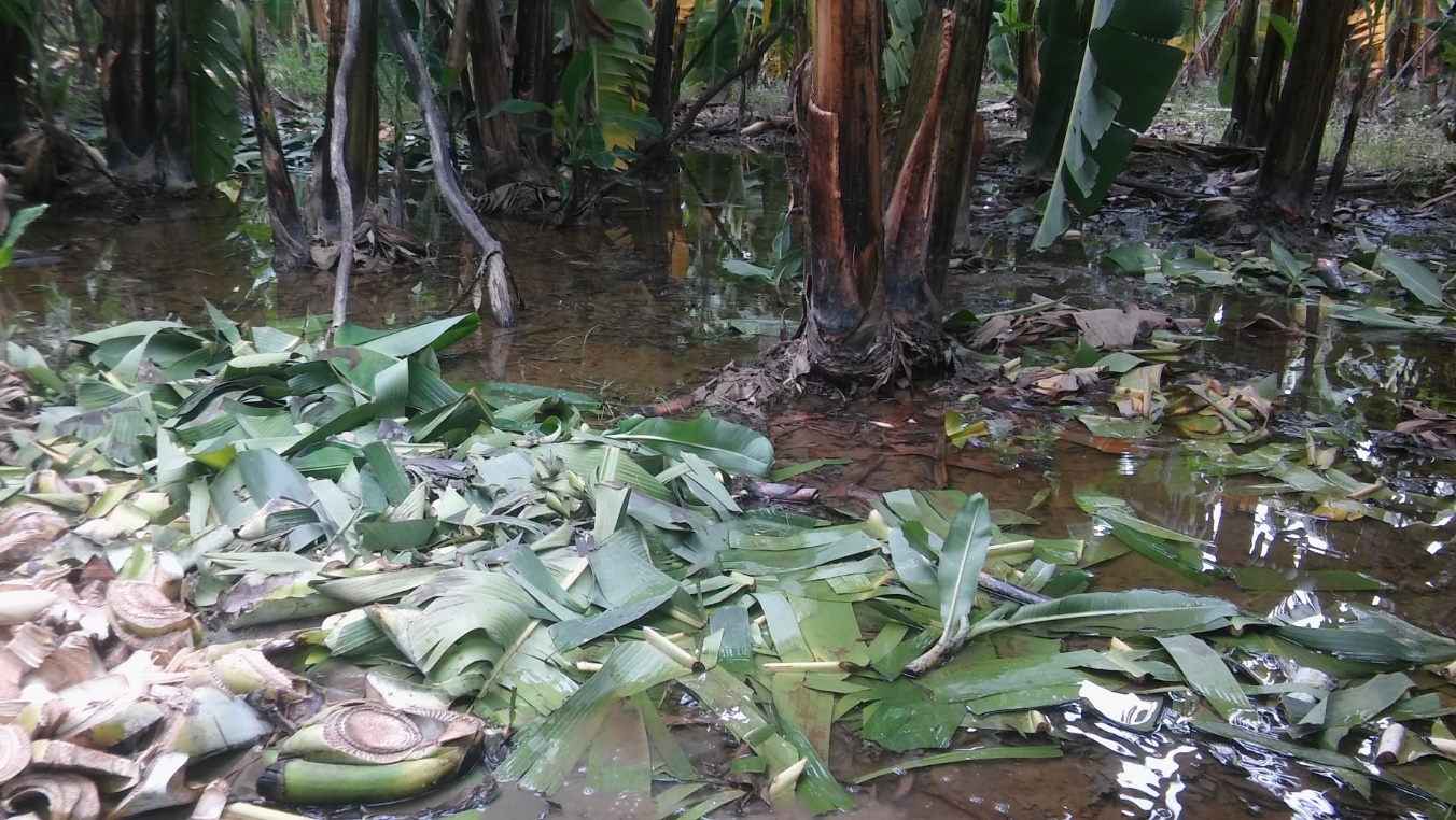 peru floods - banana farmers - floods in peru - organic media network - equal exchange - fair trade farms - climate change - floods impact on farmers
