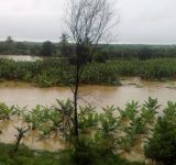 peru floods - banana farmers - floods in peru - organic media network - equal exchange - fair trade farms - climate change - floods impact on farmers