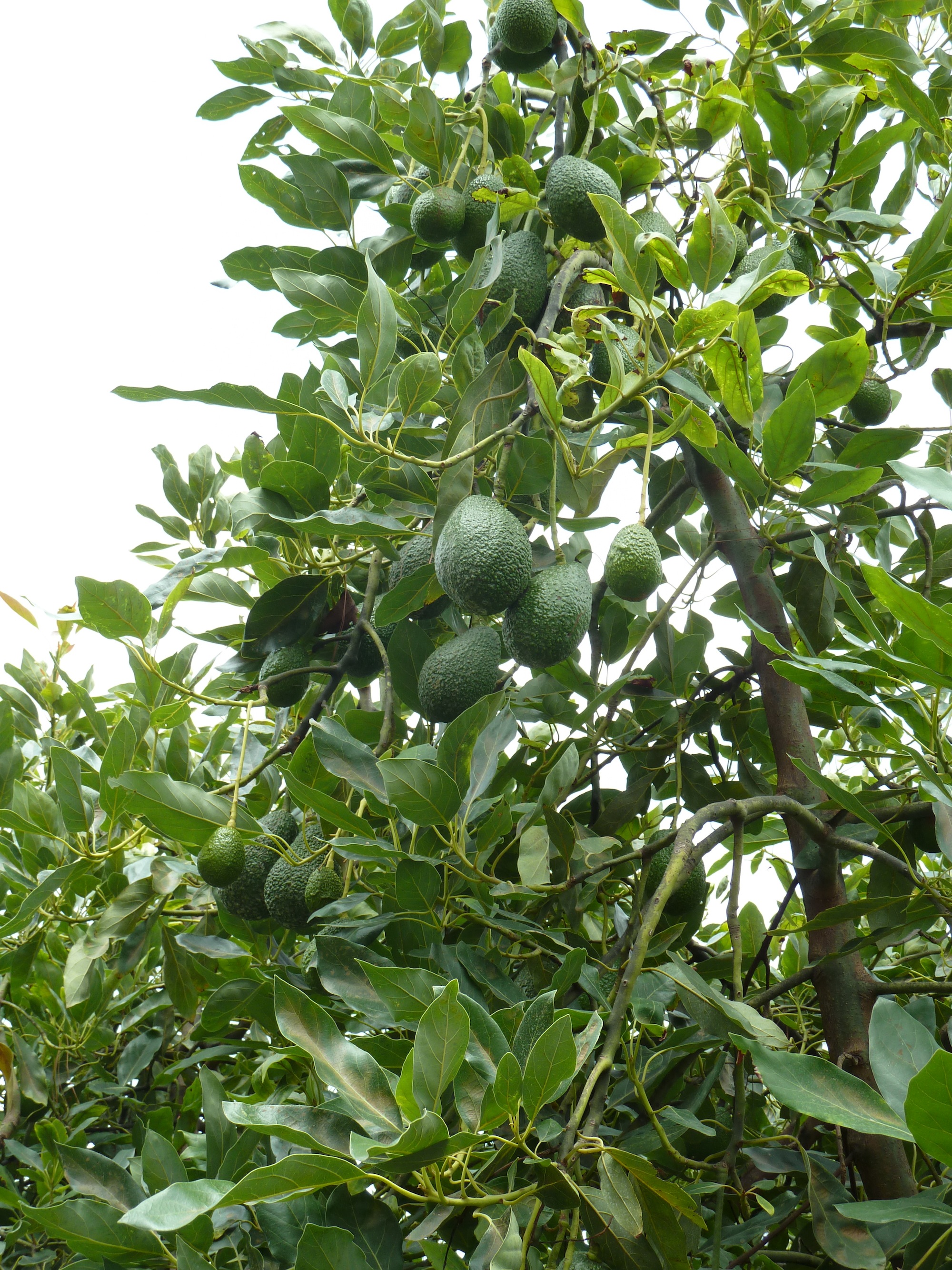 avocado farmers - organic media network - organic avocados - avocado farms - organic farming