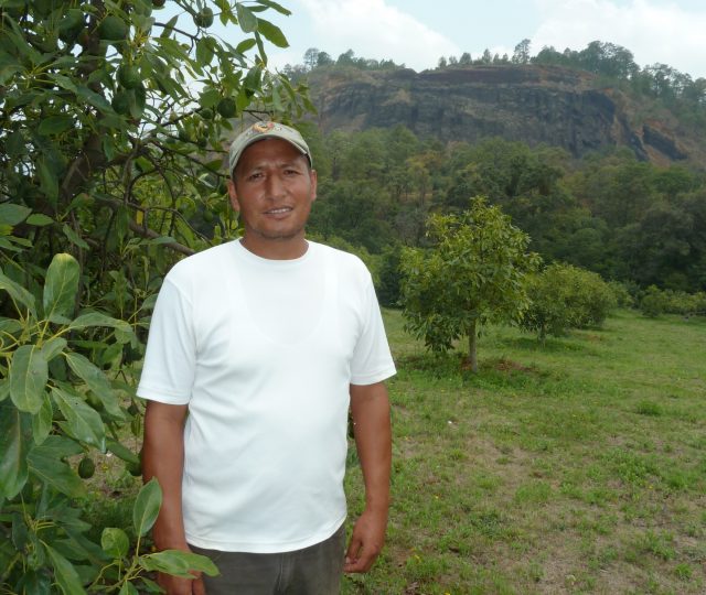 avocado farmers - organic media network - organic avocados - avocado farms - organic farming