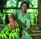 pesticides and bananas - organic media network - organic food - pesticides - organic bananas - equal exchange