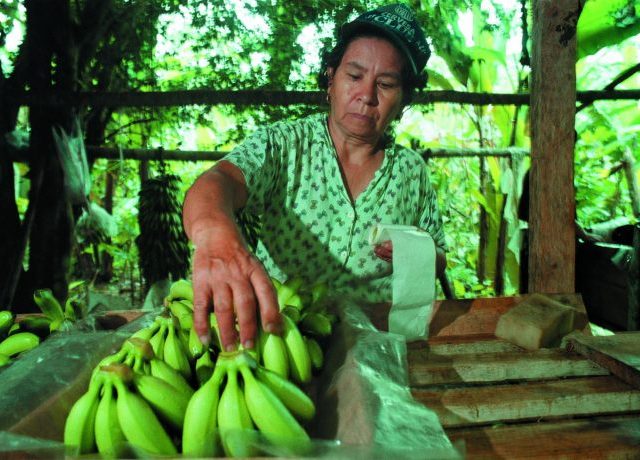 pesticides and bananas - organic media network - organic food - pesticides - organic bananas - equal exchange