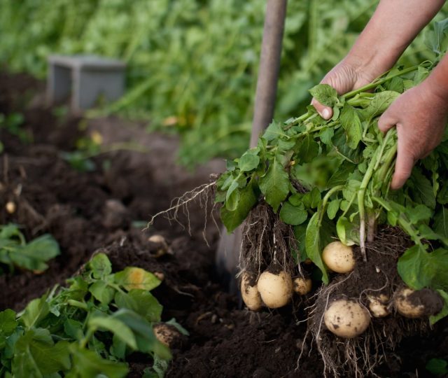 impact of sustainable agriculture - agriculture - sustainable - food production - organic - organic food - organic farming - organic produce - produce - farming - sustainability - organic agriculture