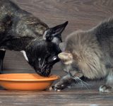 protect your pets - environmental toxins - pet health - environmental hazards for pets - toxic to pets