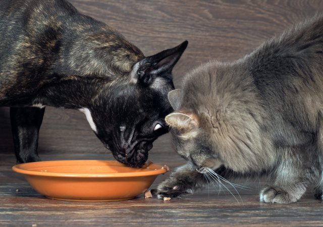 protect your pets - environmental toxins - pet health - environmental hazards for pets - toxic to pets