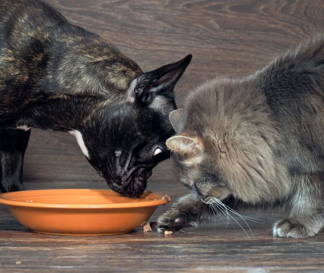 protect your pets - environmental toxins - pet health - environmental hazards for pets - toxic to pets