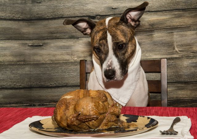 feeding your dog the holiday turkey - dog health - turkey - thanksgiving - holiday - holiday season - pets - dogs - an organic conversation - helge hellberg - education - inspiration - green living - green media