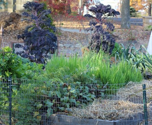 fall vegetable garden mulched for winter