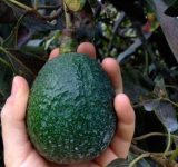 terroir of an avocado - avocados - mexican avocados - equal exchange - education - inspiration - green living - green media - an organic conversation - helge hellberg