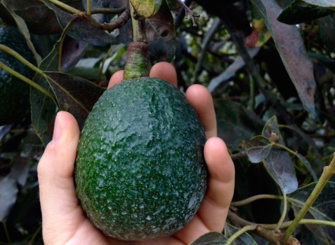 The Terroir of an Avocado Affects the Flavor | An Organic Conversation