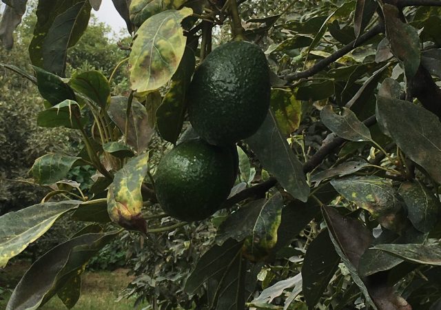 fair trade organic avocados