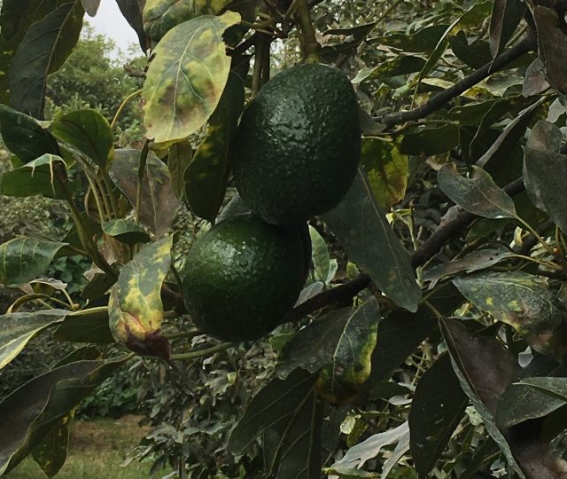 fair trade organic avocados