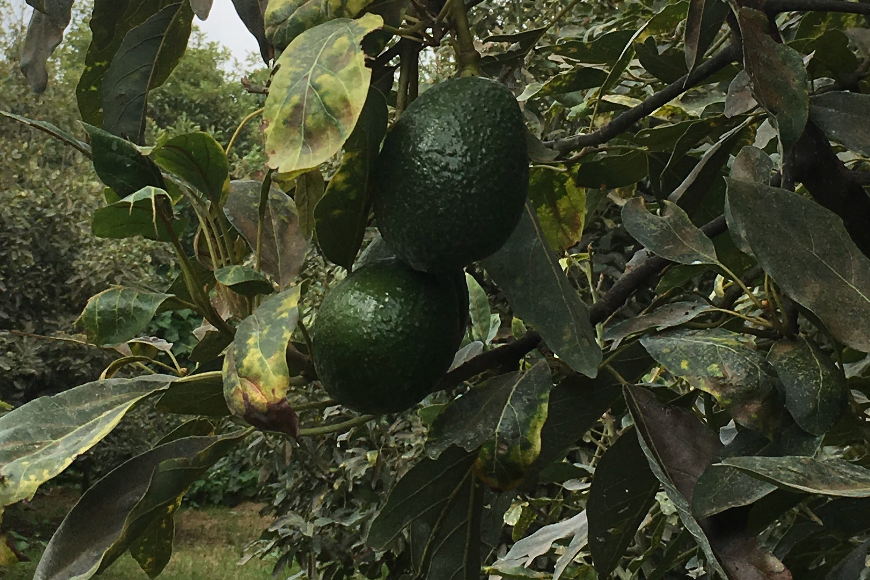 fair trade organic avocados