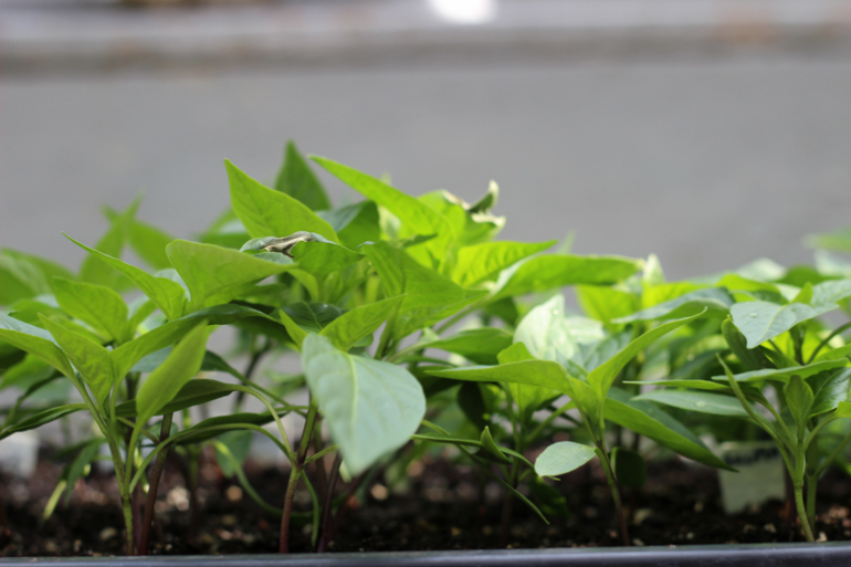 How to Make Your Own DIY Grow Light Rack An Organic Conversation