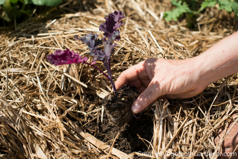 kale seedling being planted in fall mulch