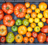 colorful tomatoes from the garden