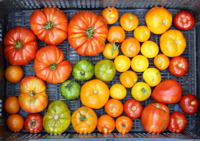 colorful tomatoes from the garden