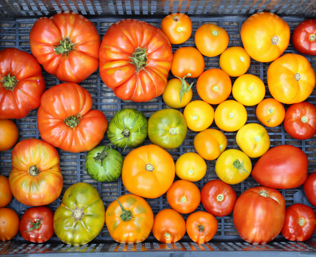 colorful tomatoes from the garden
