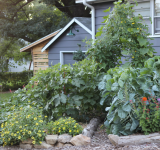 garden mistakes - gardening - vegetable garden - gardening - gardener - organic - organic garden - gardening tips - green living - green media - an organic conversation - inspiration - education - helge hellberg