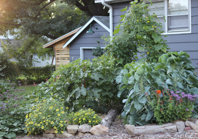 garden mistakes - gardening - vegetable garden - gardening - gardener - organic - organic garden - gardening tips - green living - green media - an organic conversation - inspiration - education - helge hellberg