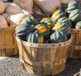 health benefits of winter squash for pets - winter squash - squash for dogs - squash for cats - squash for pets