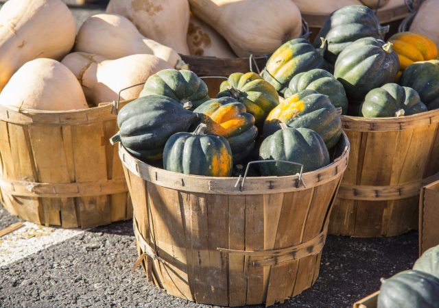 health benefits of winter squash for pets - winter squash - squash for dogs - squash for cats - squash for pets