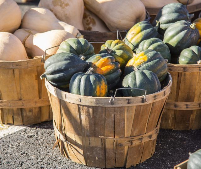 health benefits of winter squash for pets - winter squash - squash for dogs - squash for cats - squash for pets