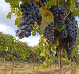 biodynamic winery - winery - vineyard - biodynamic wine - biodynamic winemaking - organic winery - organic vineyard - organic wine - organic winery