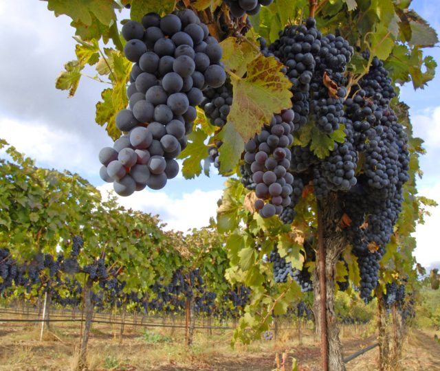 biodynamic winery - winery - vineyard - biodynamic wine - biodynamic winemaking - organic winery - organic vineyard - organic wine - organic winery