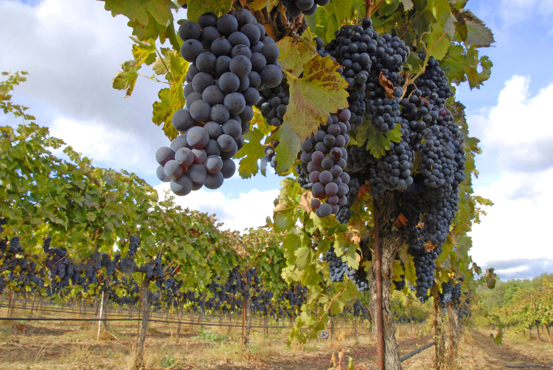 biodynamic winery - winery - vineyard - biodynamic wine - biodynamic winemaking - organic winery - organic vineyard - organic wine - organic winery
