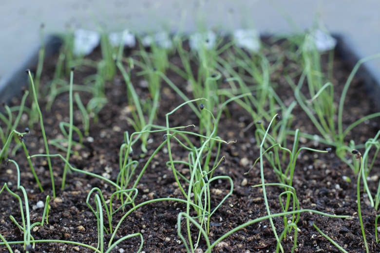 plant variety An Organic Conversation