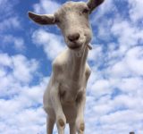 neglected farm animals - animal sanctuary - goat sanctuary - goatlandia - farm animals - saving animals - vegan - PETA - animal rescue - farm animal rescue