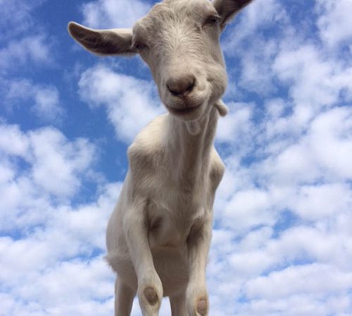 neglected farm animals - animal sanctuary - goat sanctuary - goatlandia - farm animals - saving animals - vegan - PETA - animal rescue - farm animal rescue